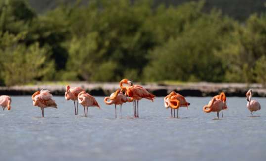 Flamingo's op Curaçao